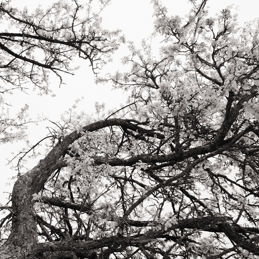 Tree and sky