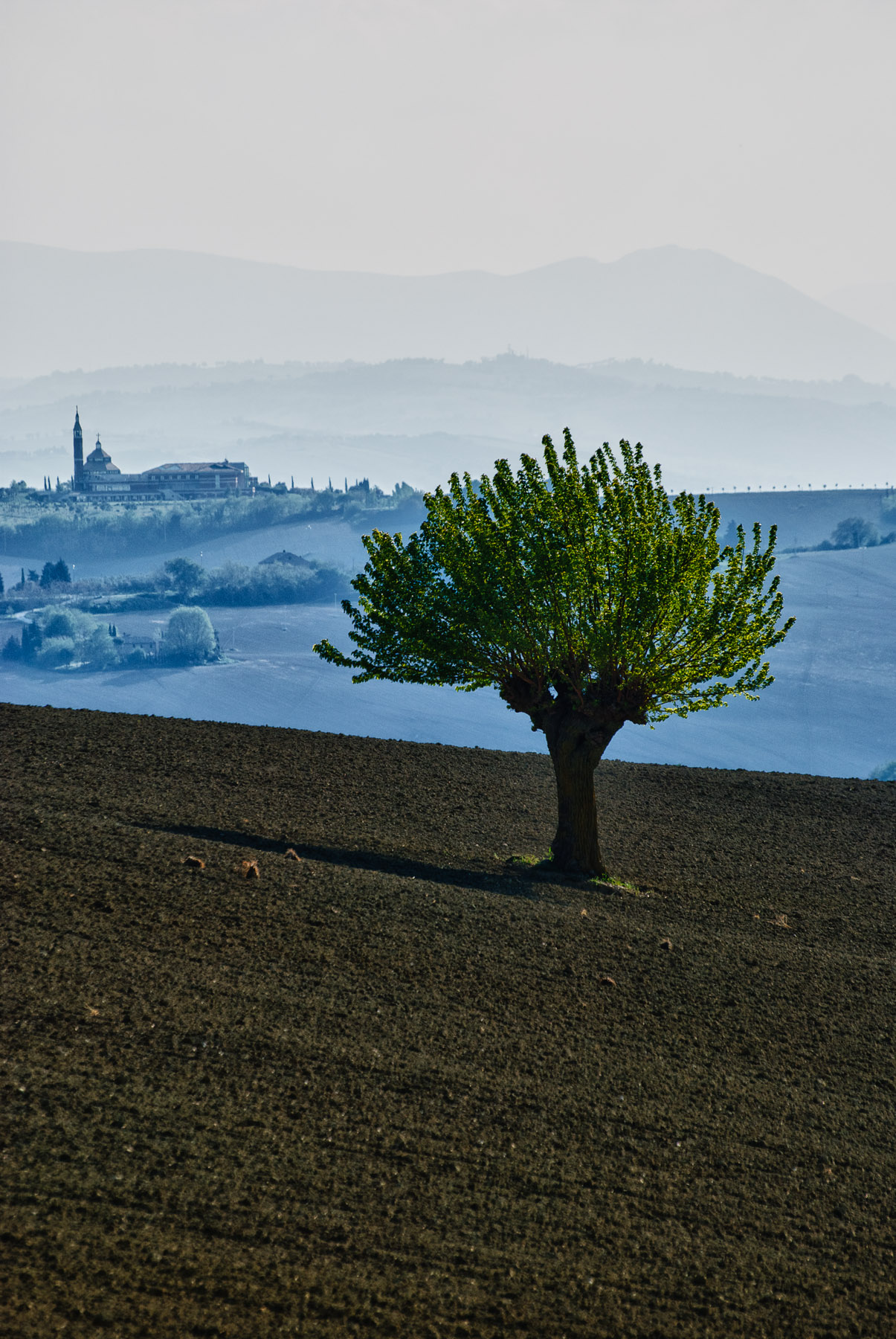 The monastery and the tree