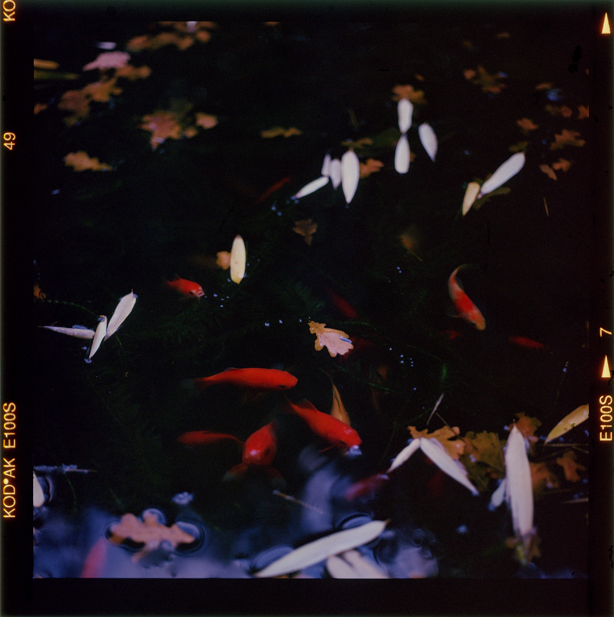 Red fishes in the pond