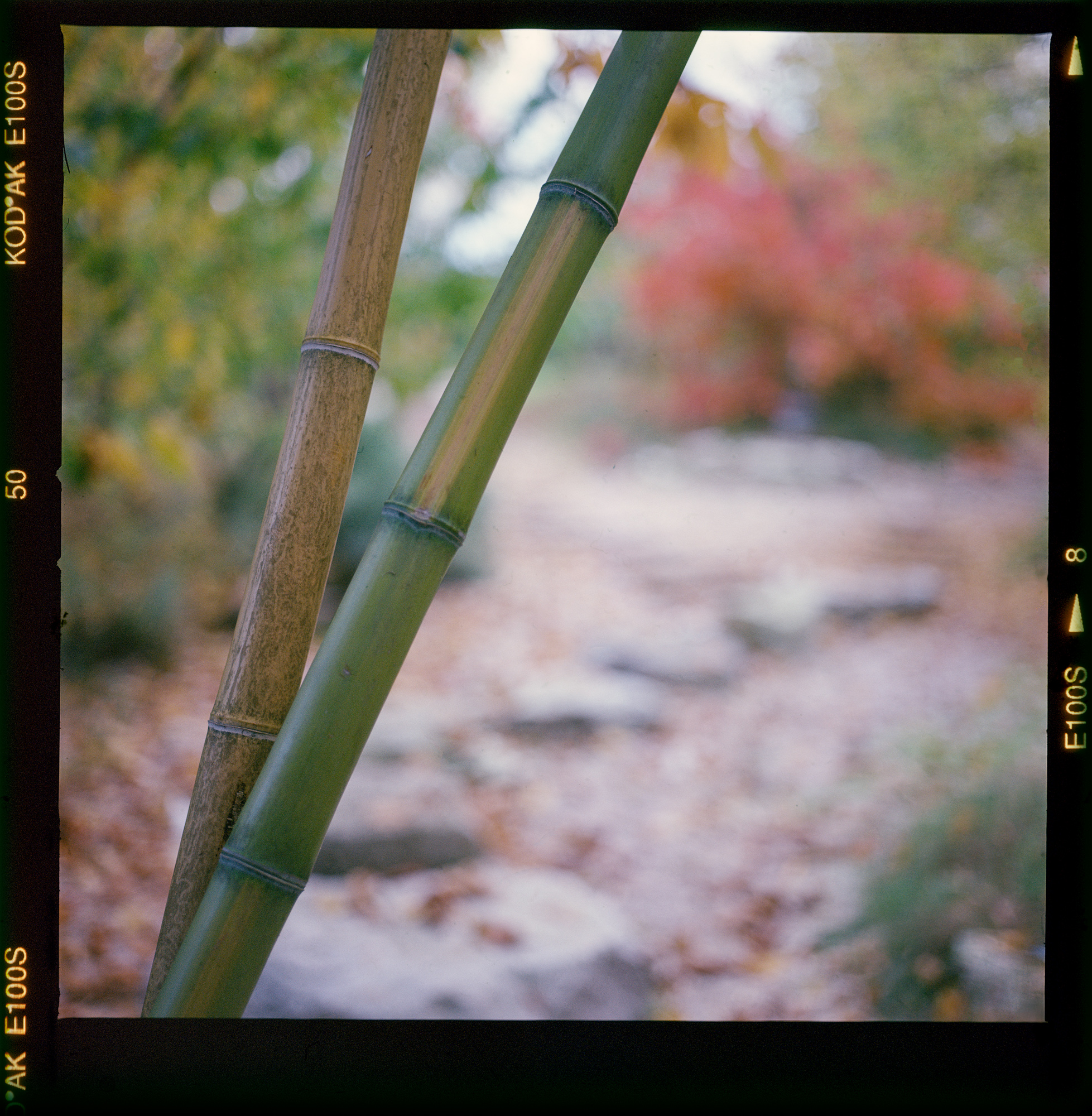 Bamboo and the path