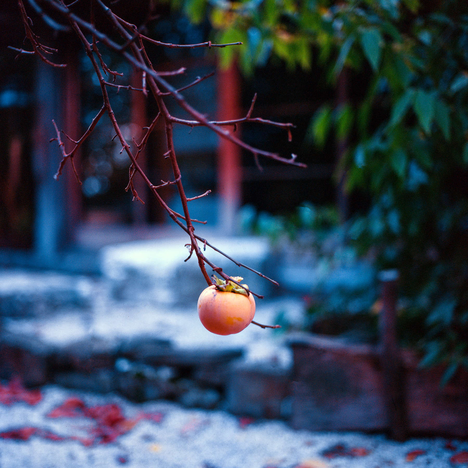 The orange fruit