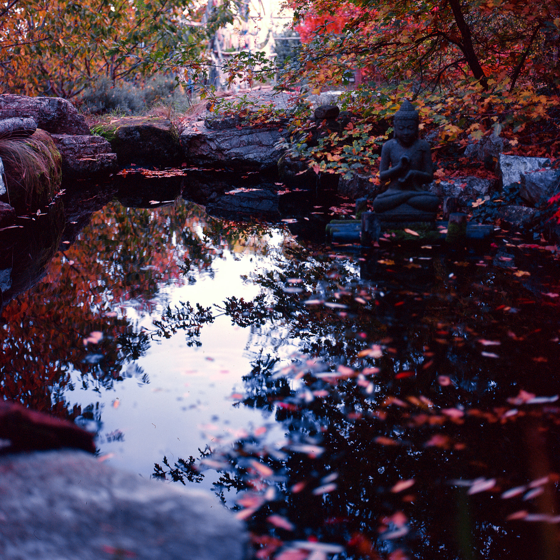 Buddha and the pond