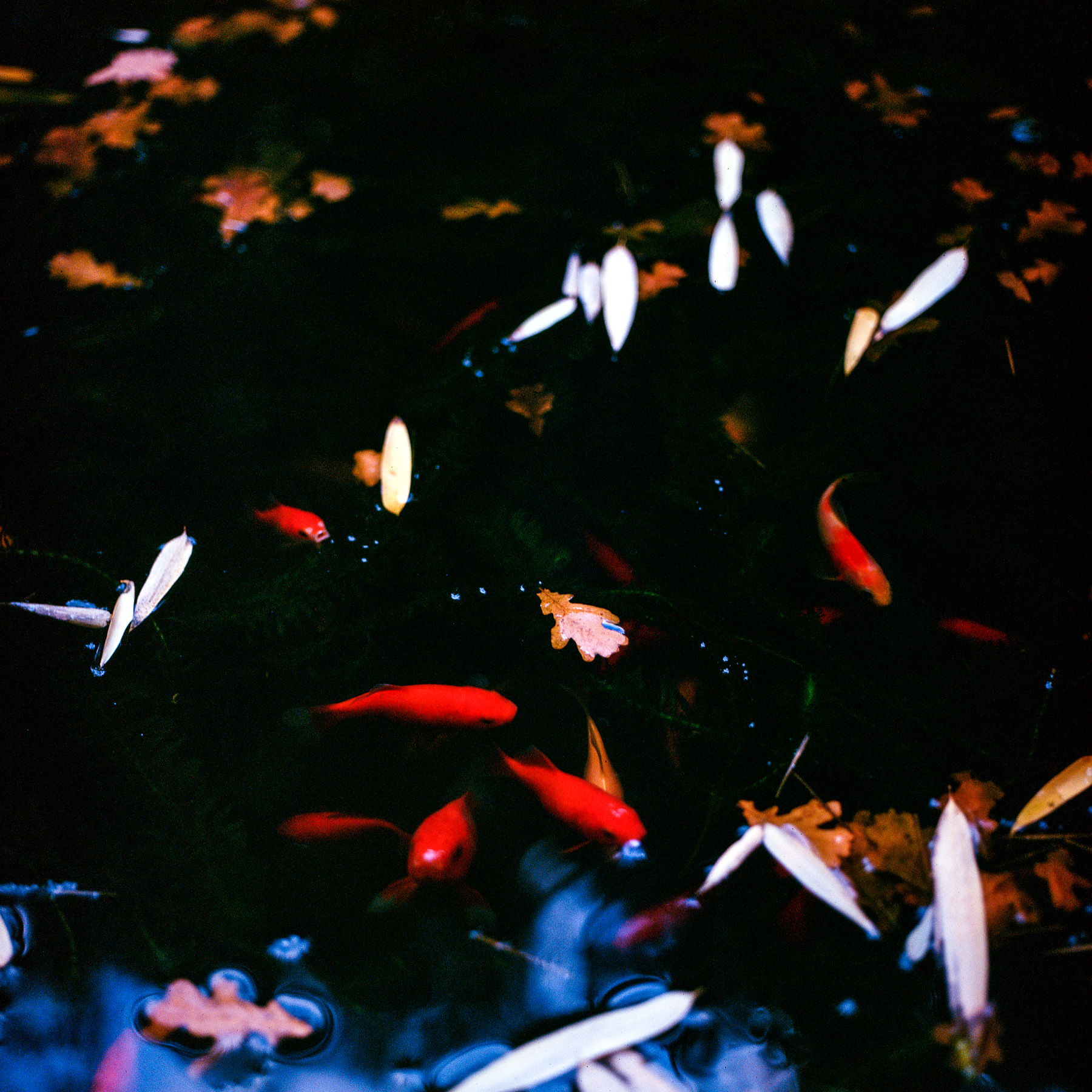 Red fishes in the pond
