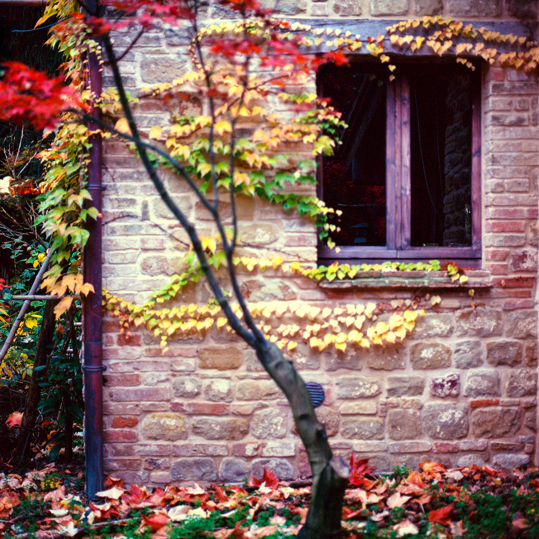 The tree and a window