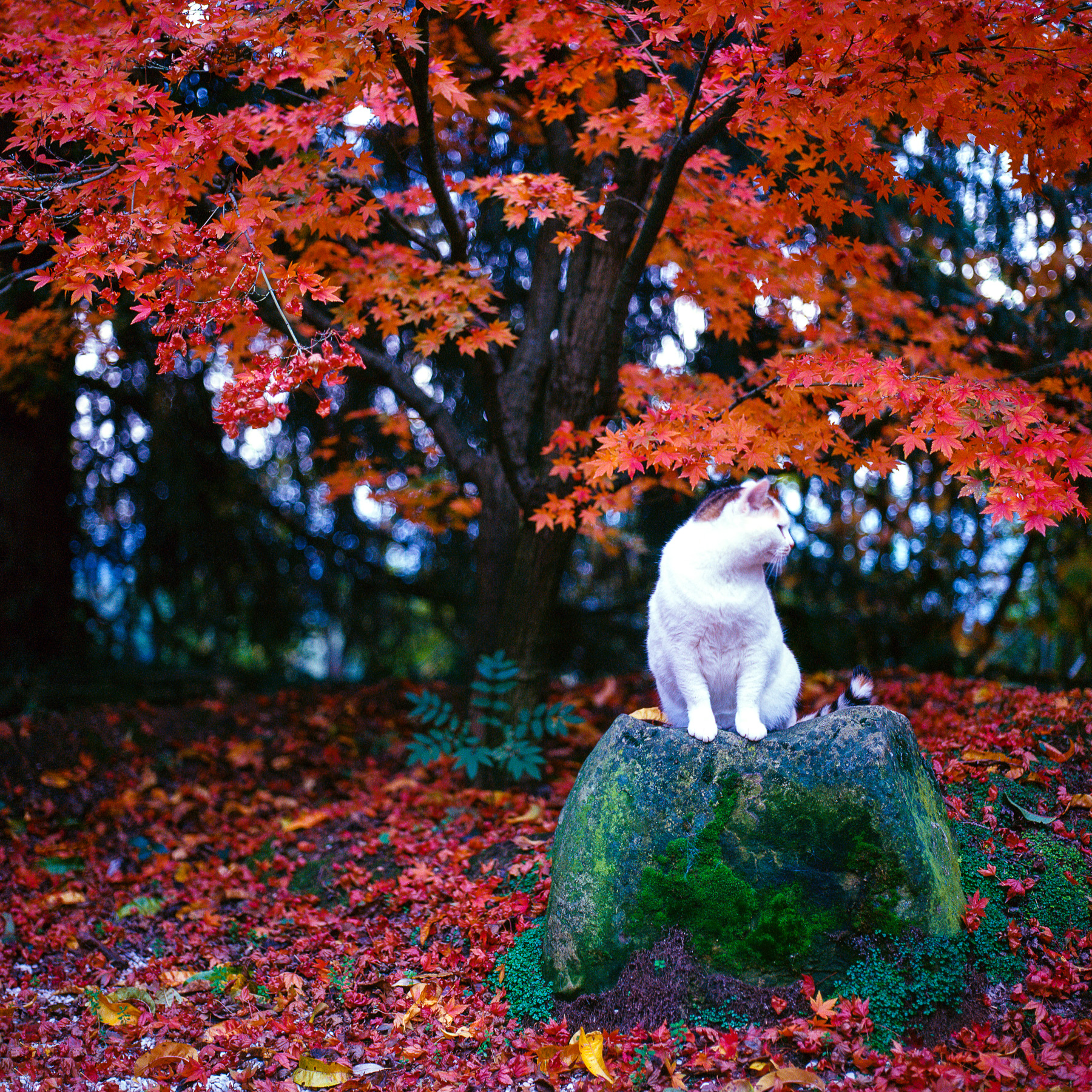 The tree, the cat and a stone